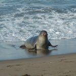 Elephant Seals 4-6-2013