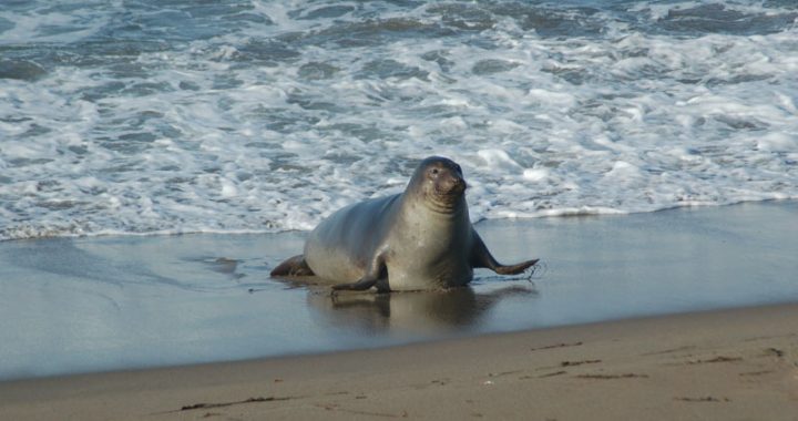 Elephant Seals 4-6-2013