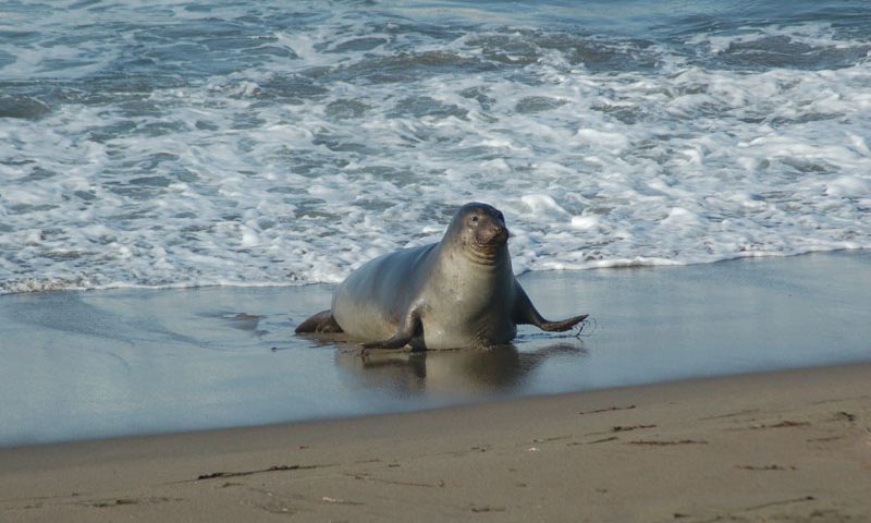 Elephant Seals 4-6-2013