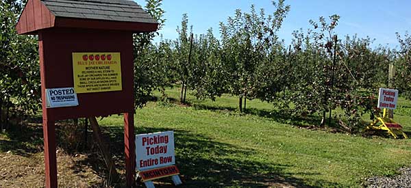 Apple Picking – Saturday Drive – 9-7-2013