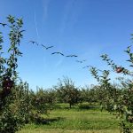 Apple Picking - Saturday Drive - 9-7-2013