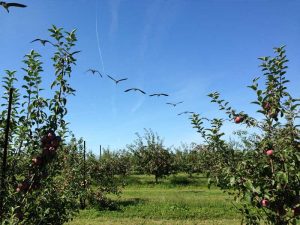 Apple Picking - Saturday Drive - 9-7-2013