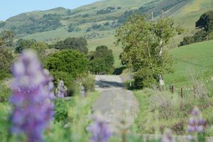 Country Back Road