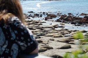 Danna and Her Seals